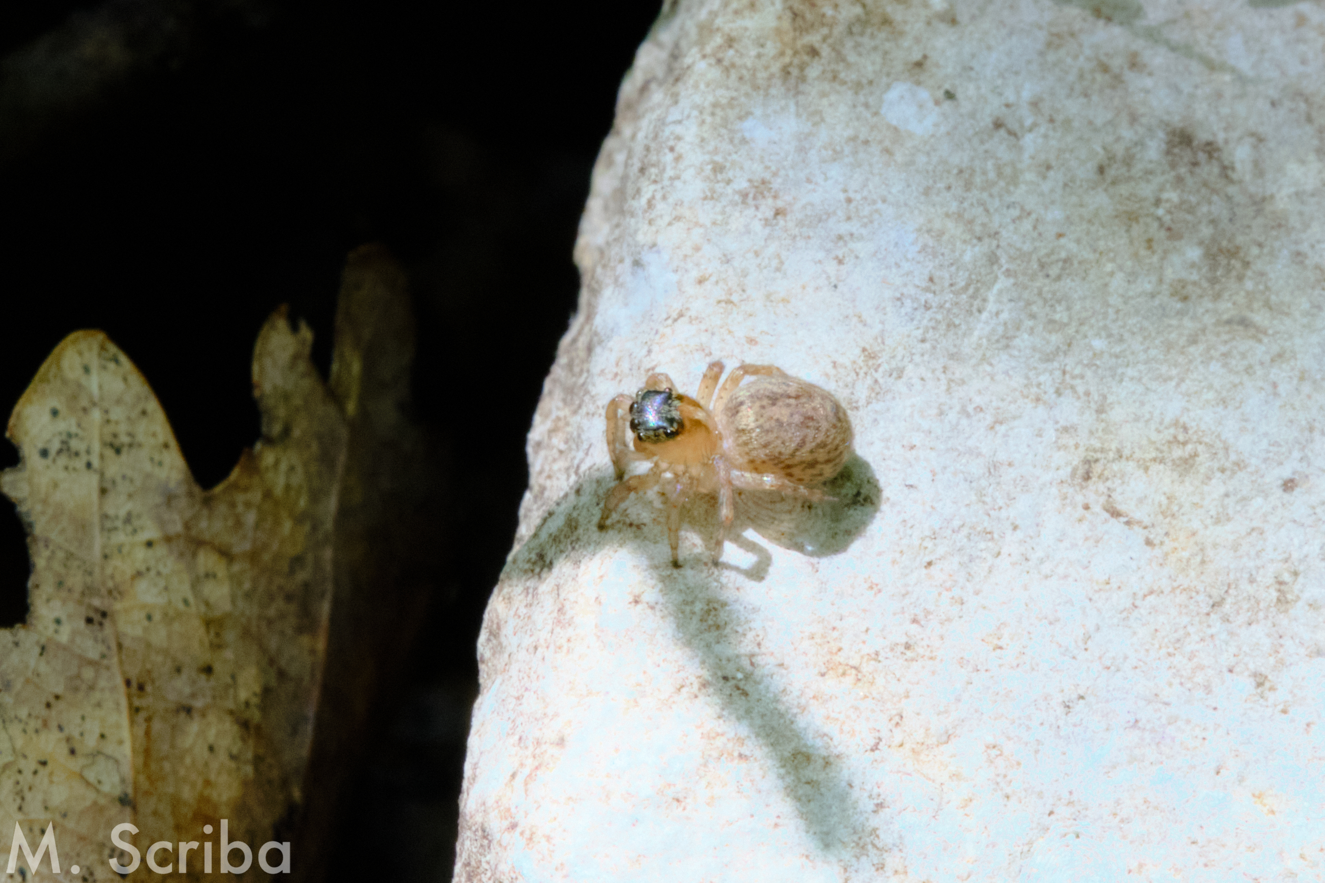 Saitis barbipes female on stone